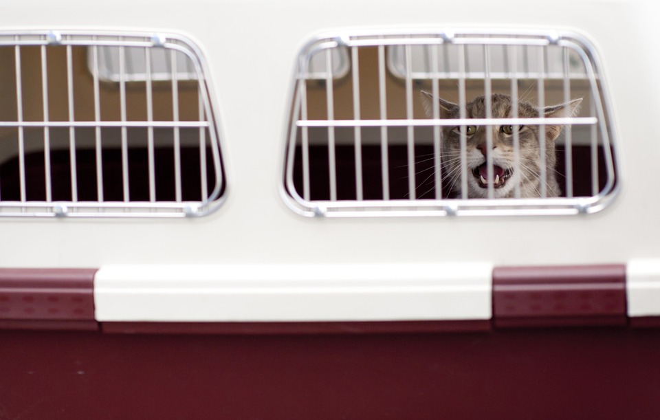 3 Simple But Really Useful Tips For Hiring The Best Pet Transport Services