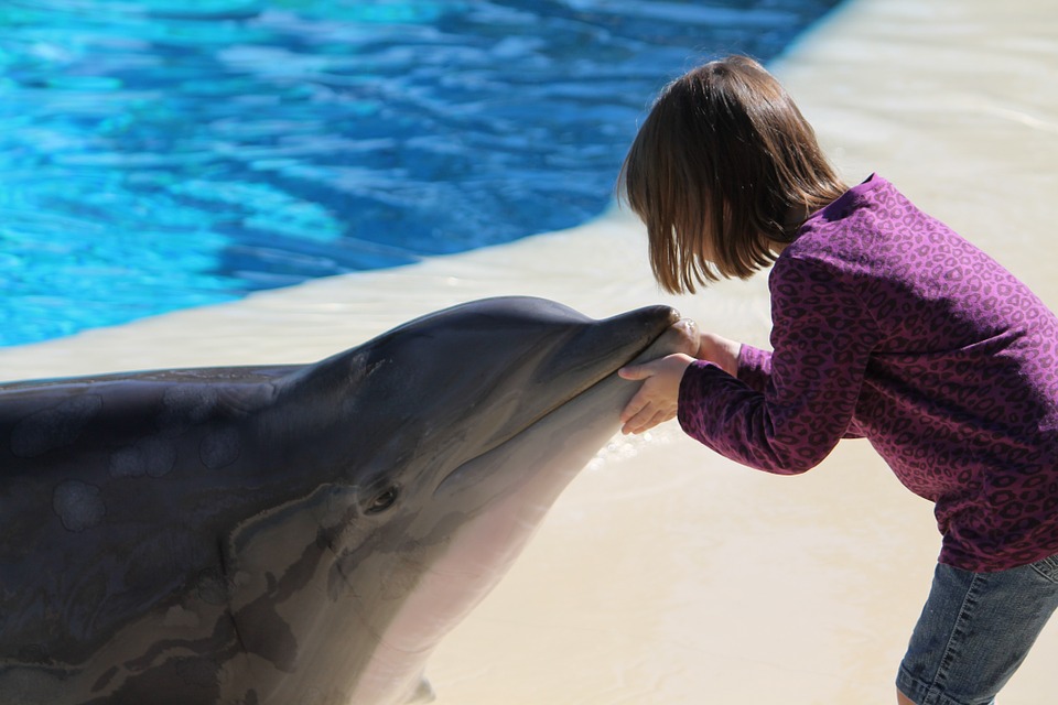 Plan Sunset Dolphin Cruise And Spend A Fun-Filled Evening With Kids