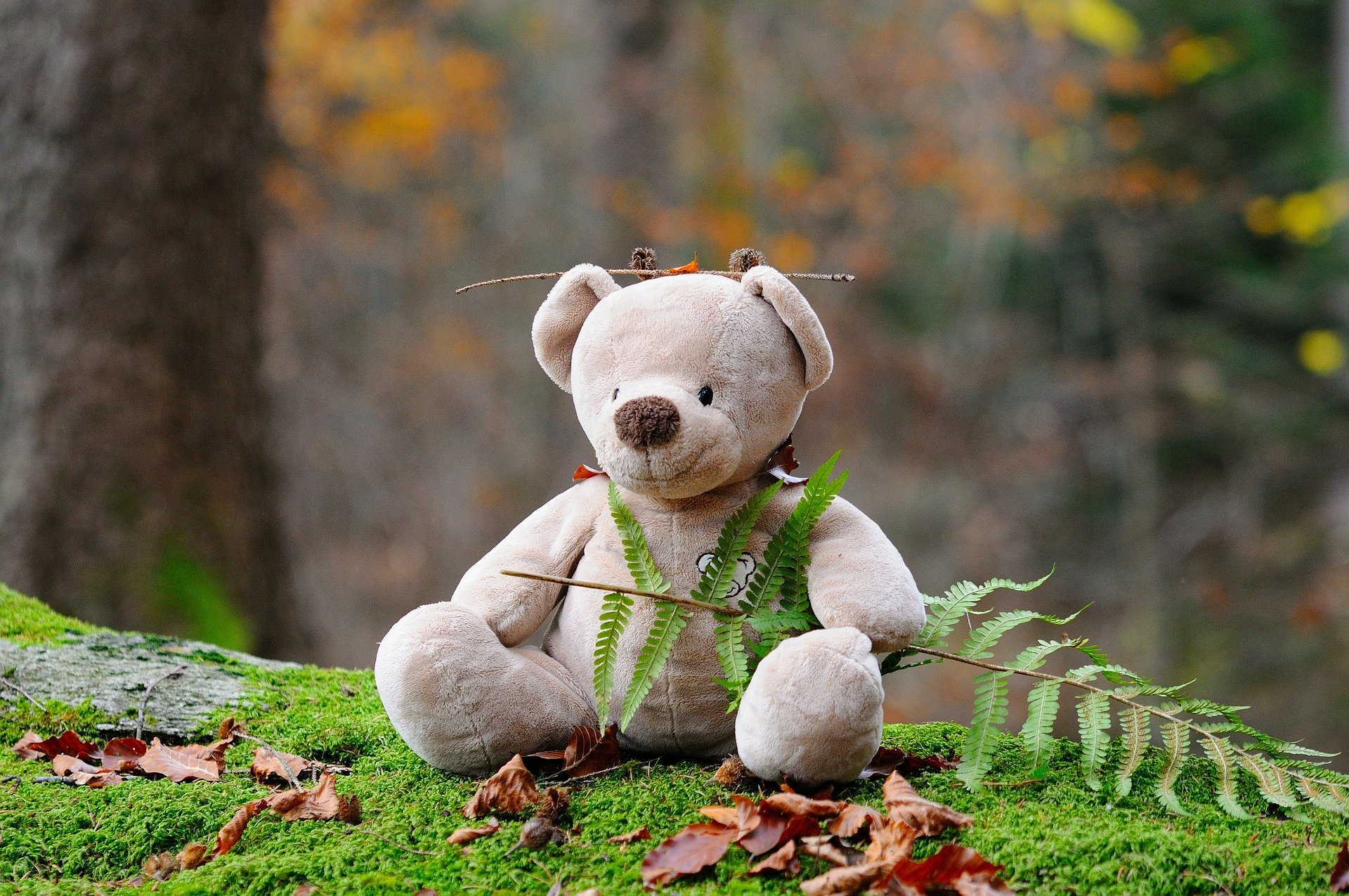 teddy-bear-524251_1920