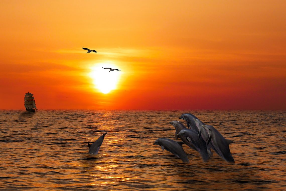 The Dream Sunset Dolphin Cruise: