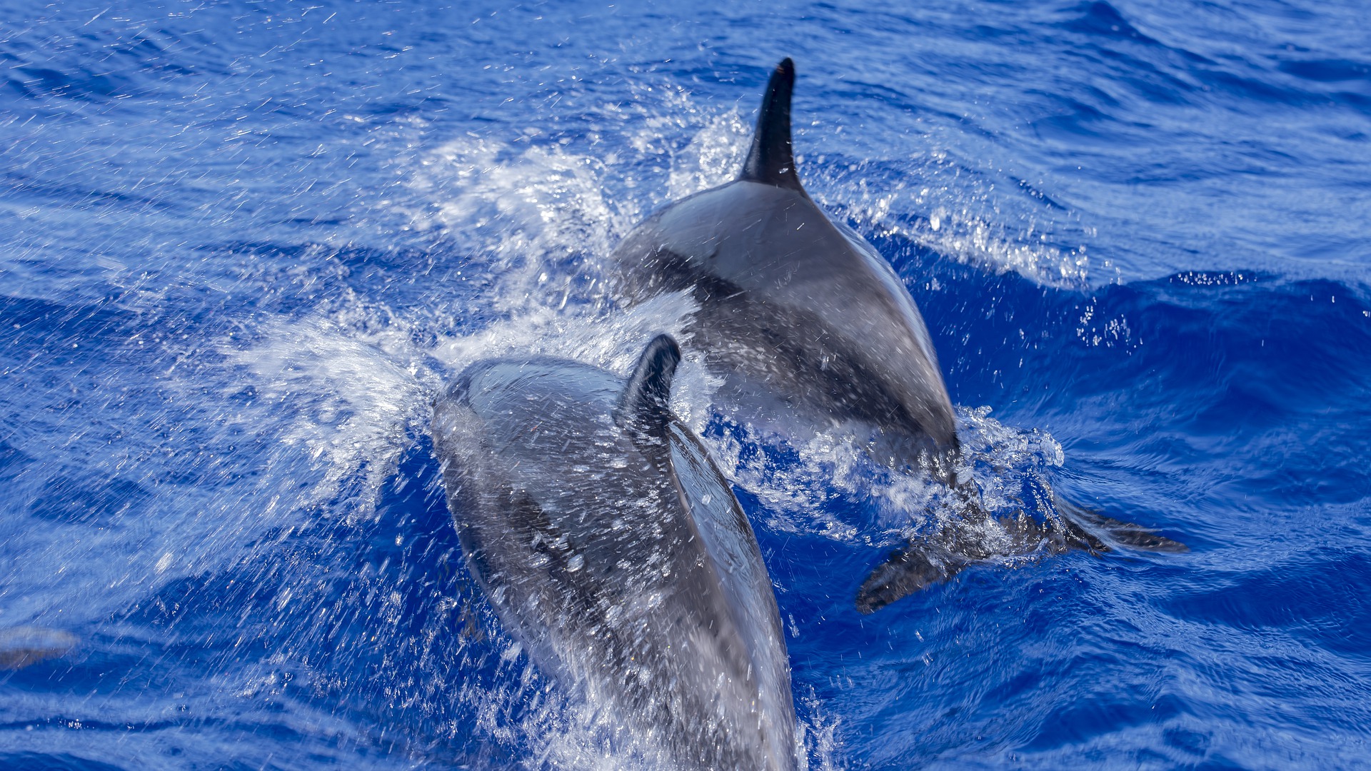 dolphins-4368918_1920
