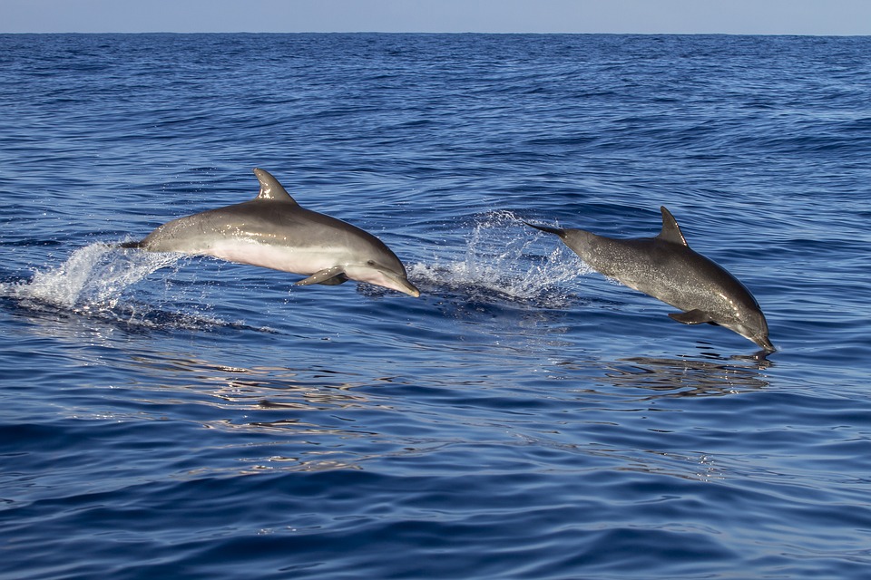 How To Choose The Best Dolphin Cruise