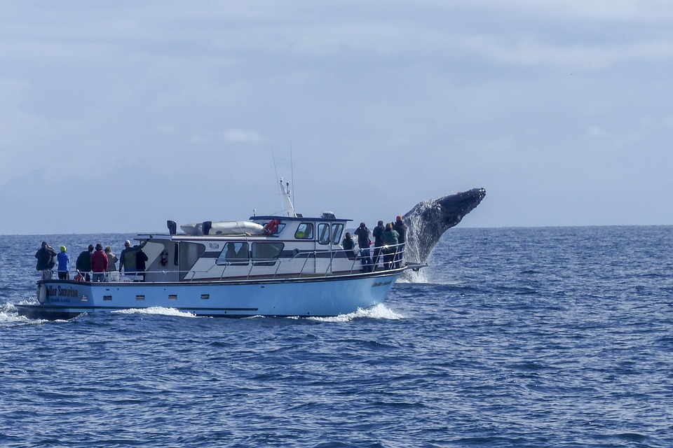 Fraser Island Whale Watching Tours For Marine Enthusiasts