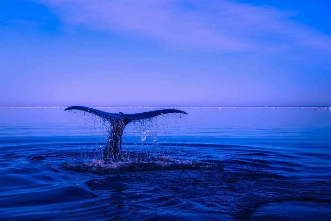 Fraser Island Whale Watching Tours Experience