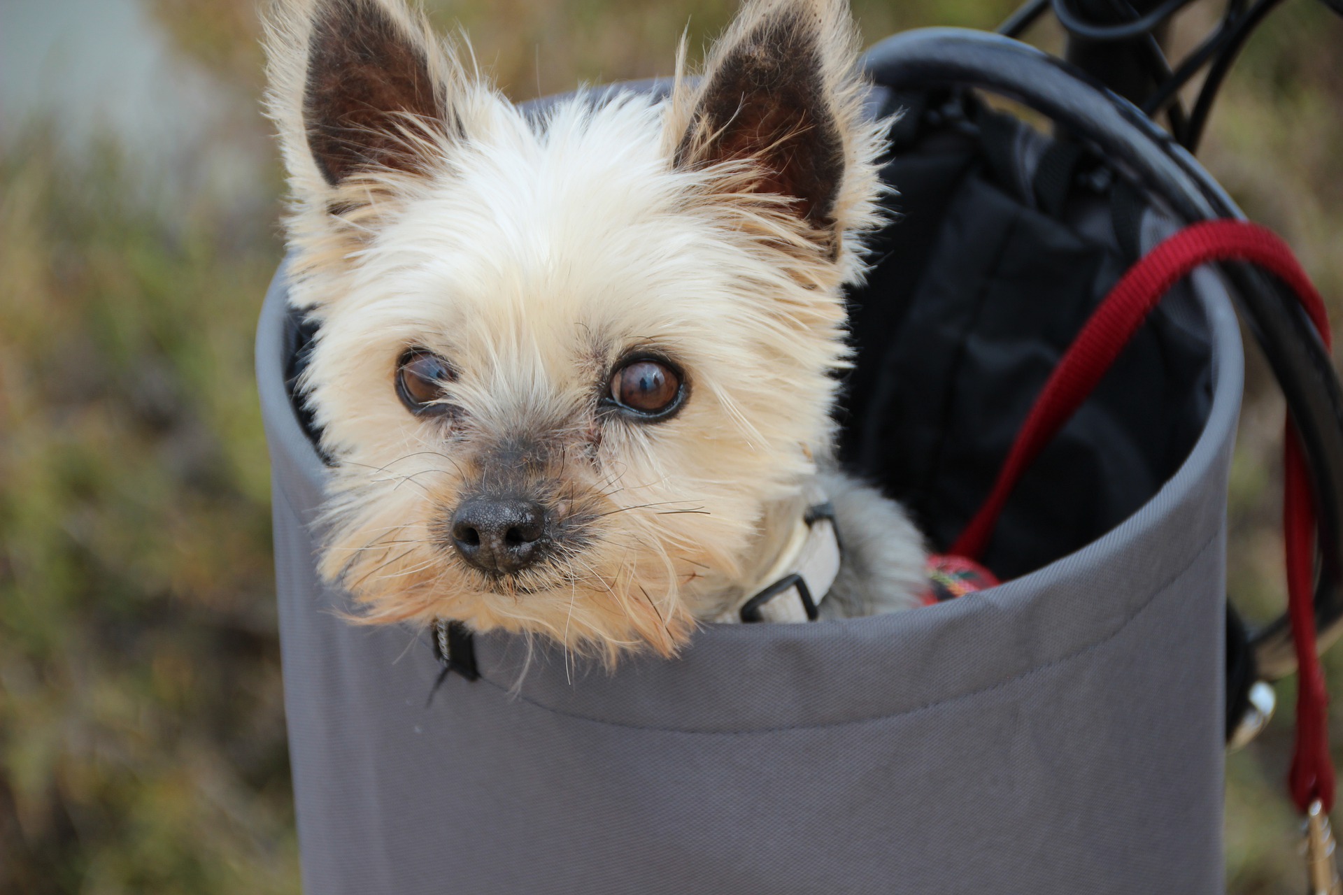 yorkshire-terrier-4753789_1920