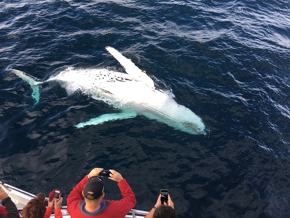 Enjoying Whale Watching Trips On Fraser Island Whale Watching Tours