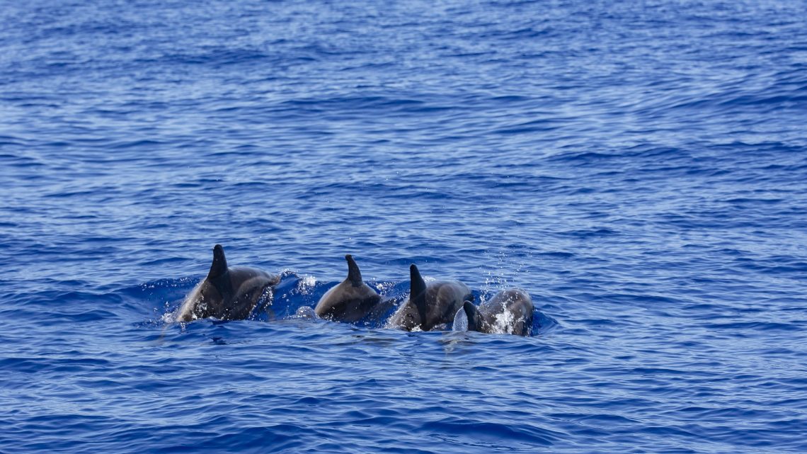 Fraser Island Whale Watching Tours