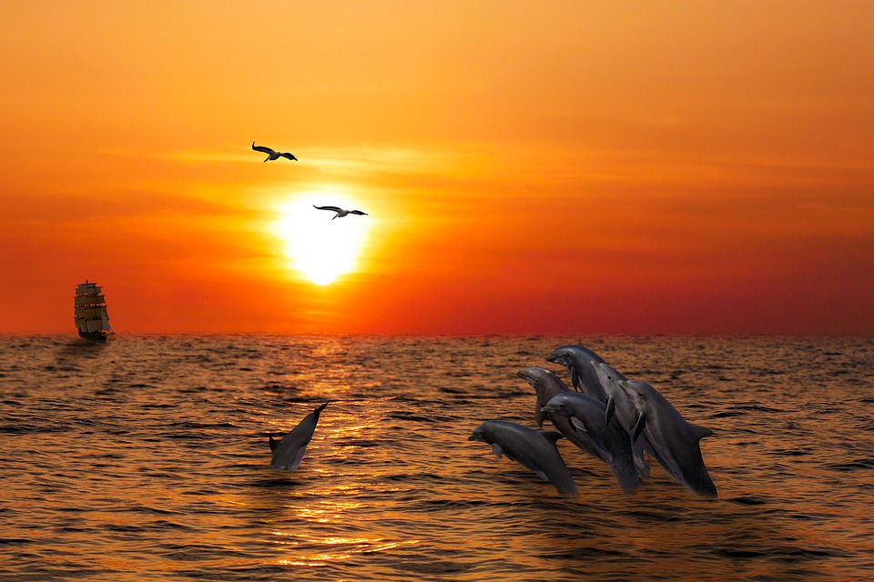 How To Have A Memorable Sunset Dolphin Cruise