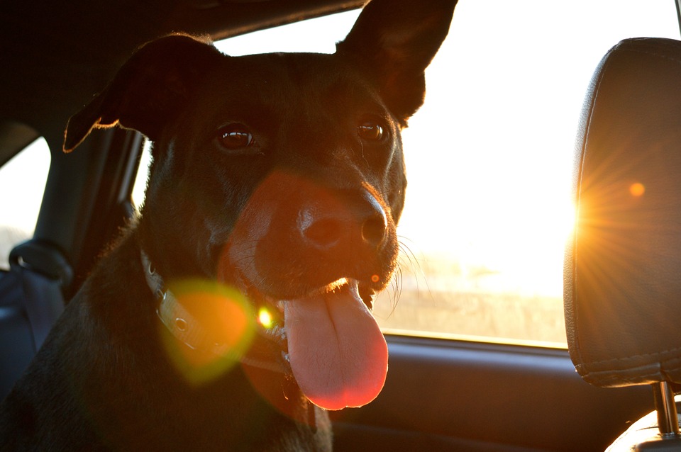 What To Consider When Transporting A Dog