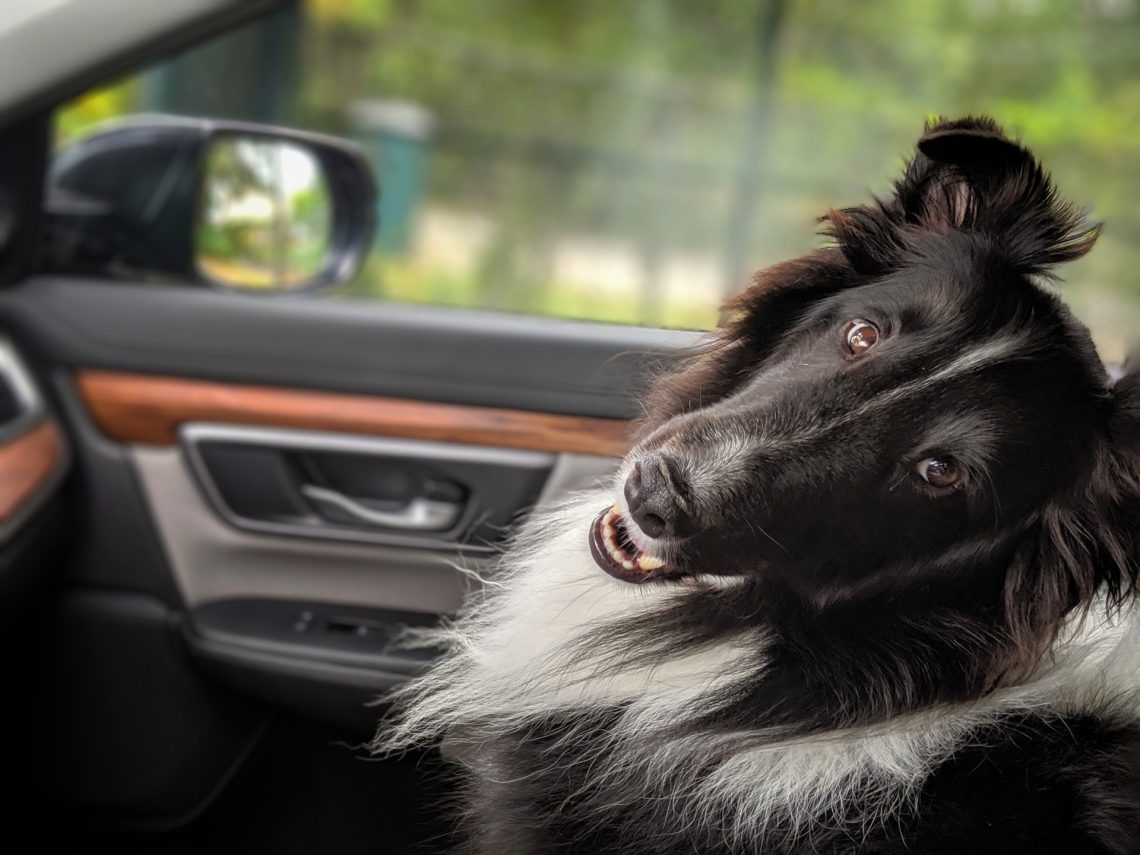Finding The Best Dog Transport Services