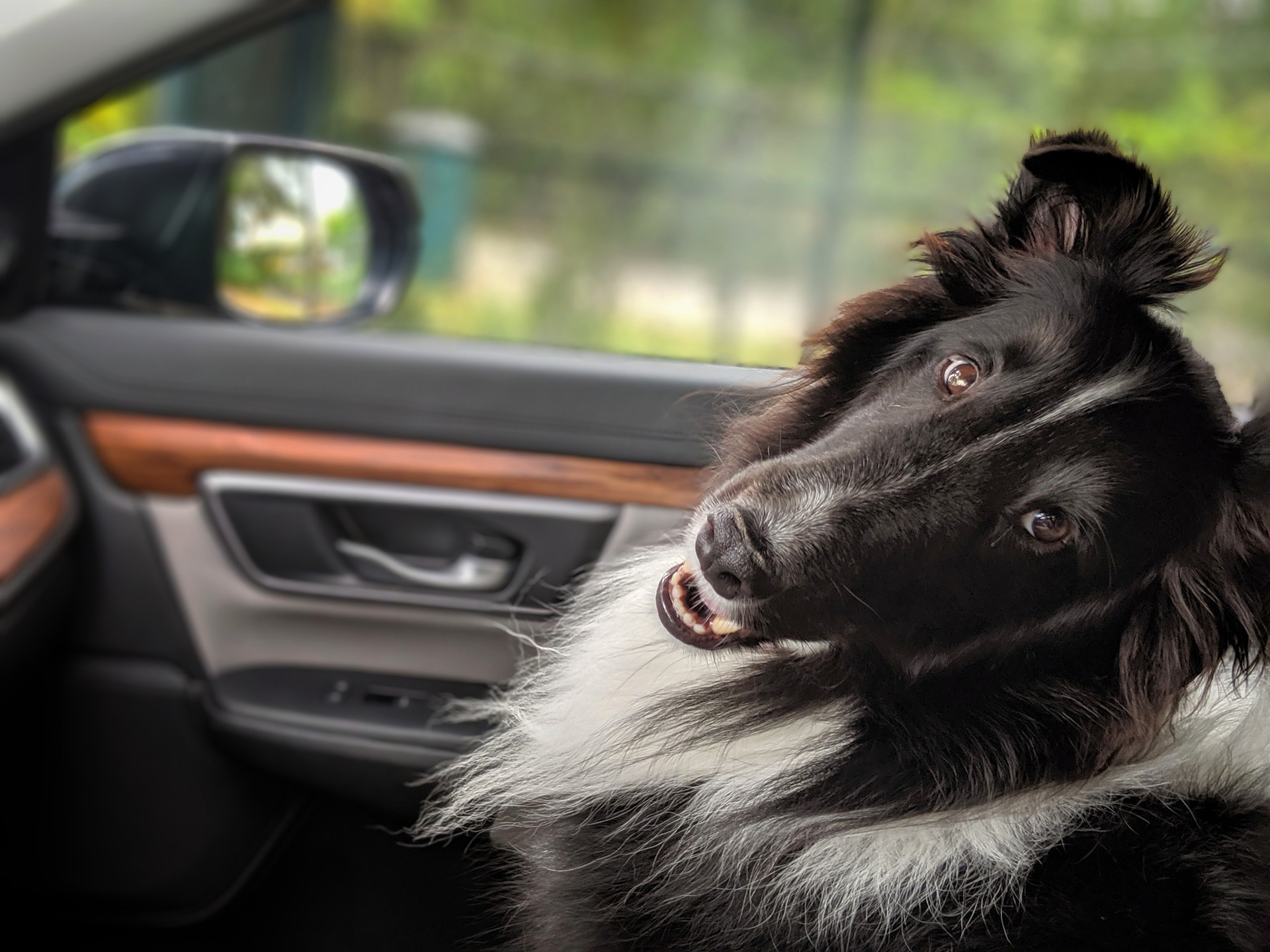 dog-4902969_1920