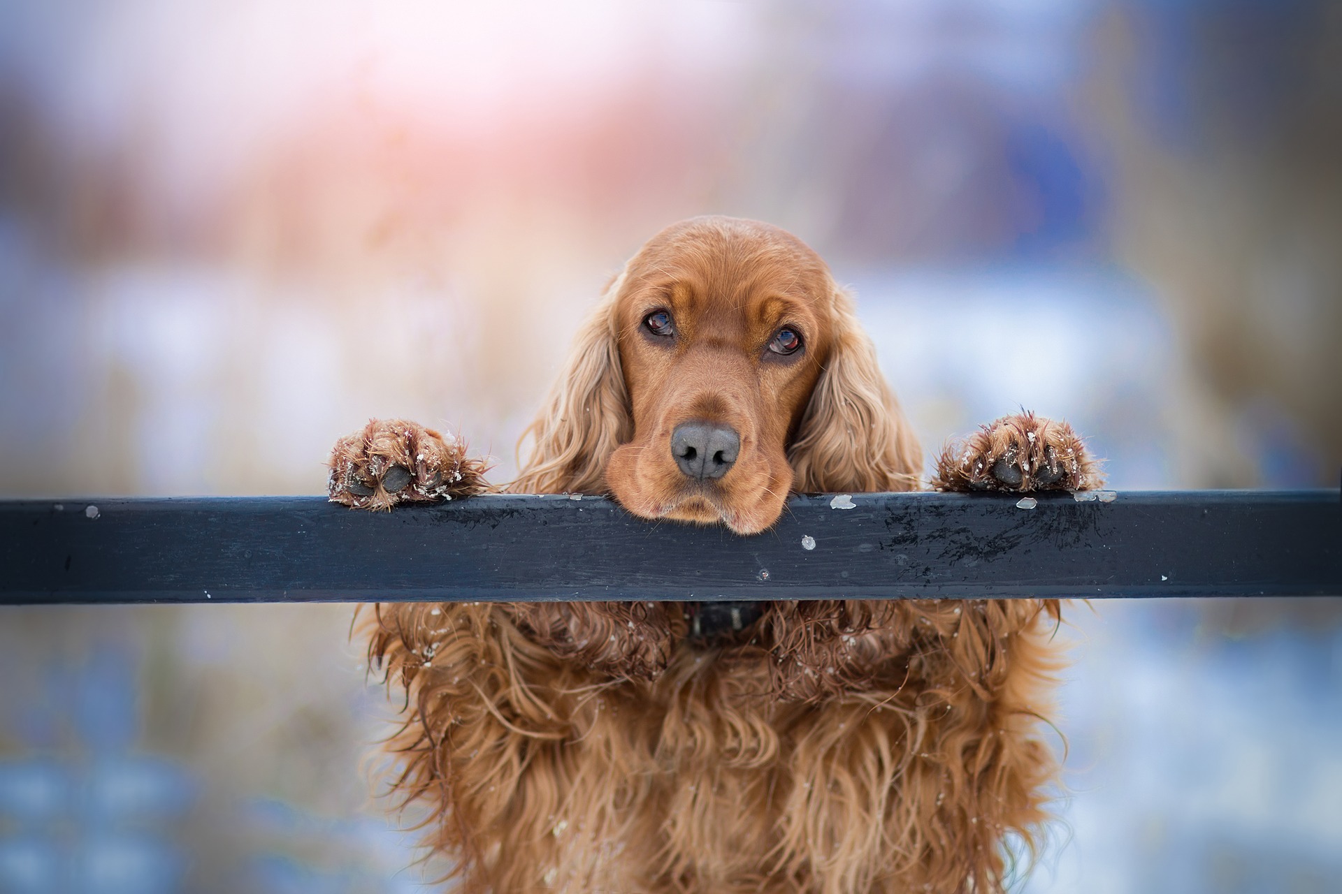 cocker-spaniel-ge8ef53556_1920
