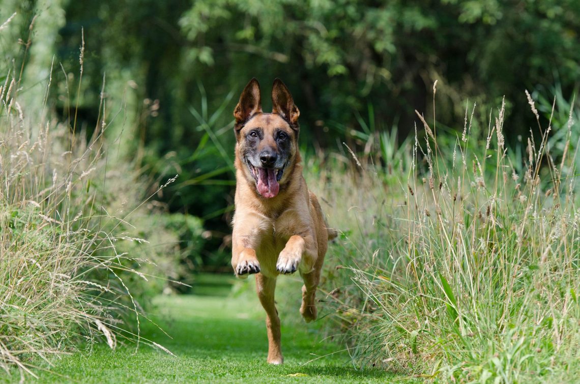 Tips For Dog Training At Home
