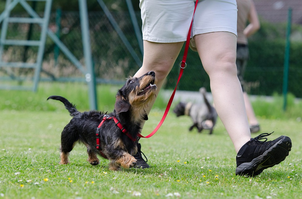 The Benefits Of Dog Training At Home