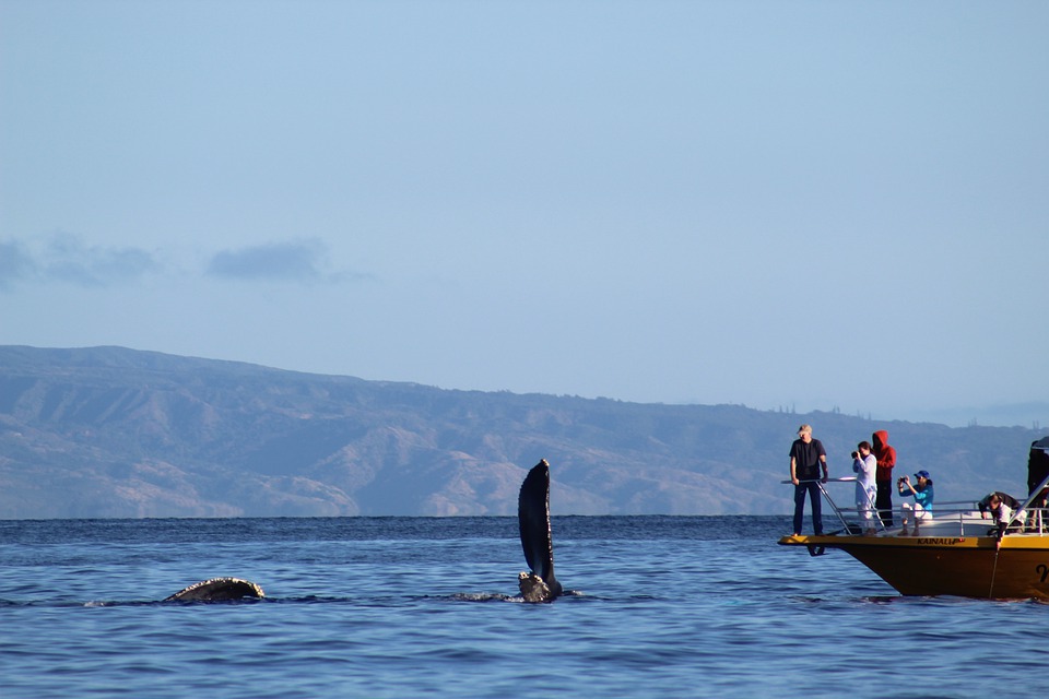 The History Of Fraser Island Whale Watching Tours