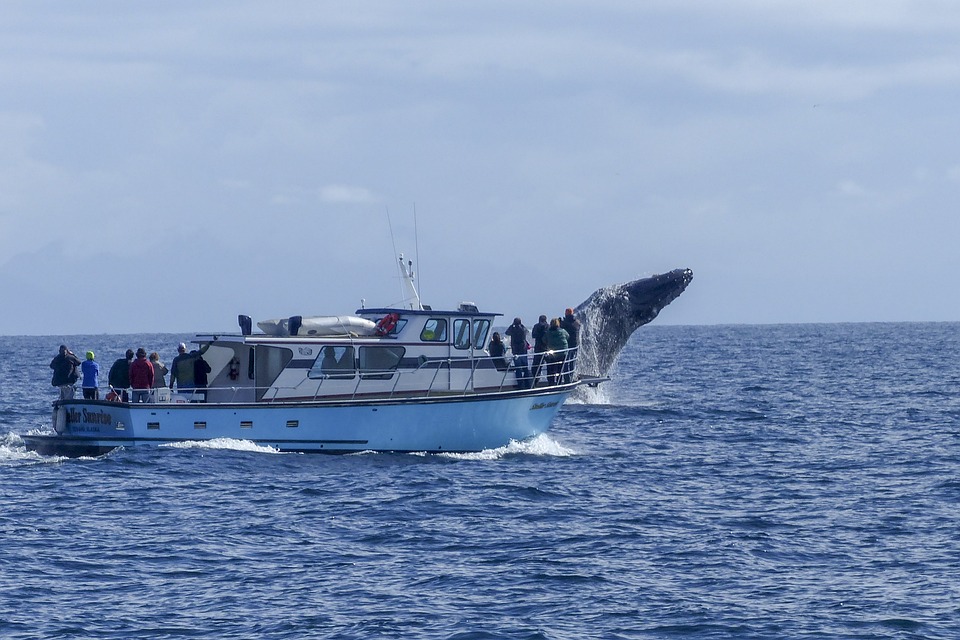 Fraser Island Whale Watching Tours