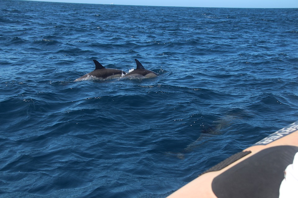 Things To Do On Fraser Island Whale Watching Tours