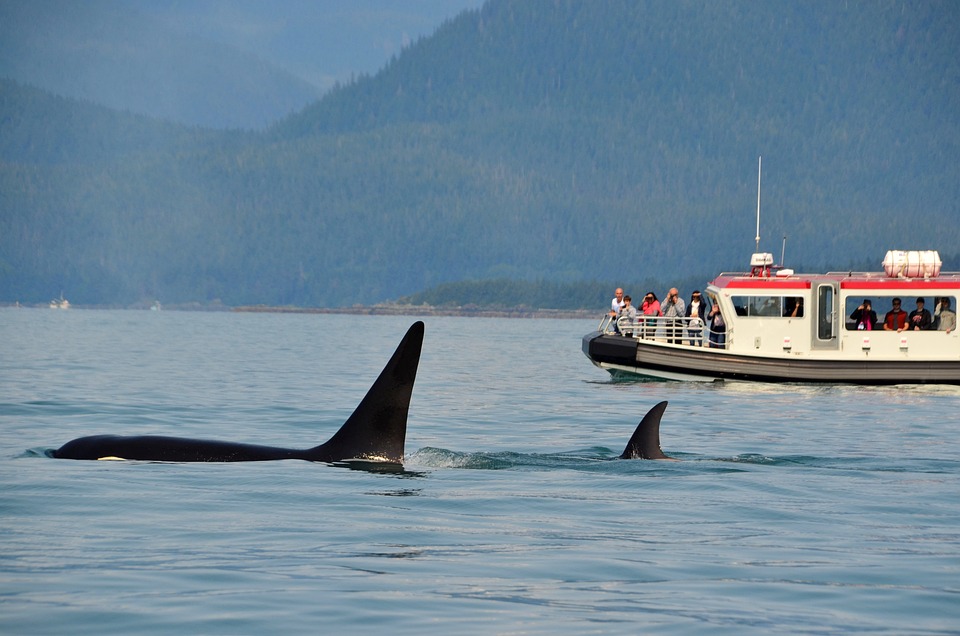 Experience Fraser Island Whale Watching Tours