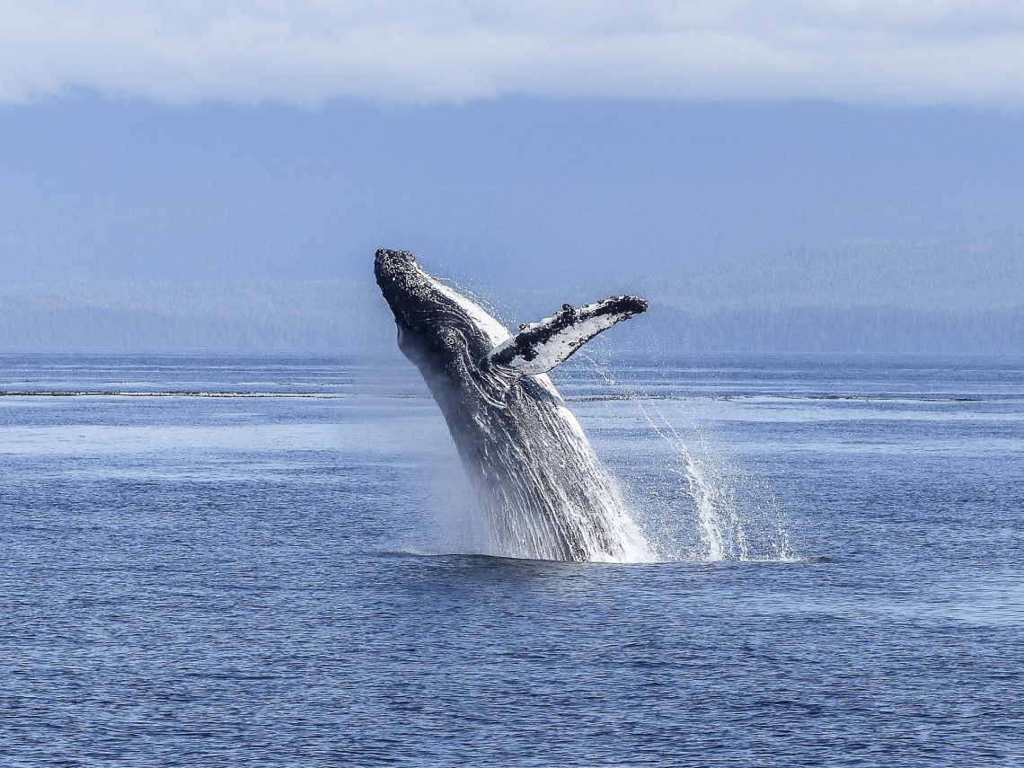 Experience the Wonders of Humpback Whale Watching on Fraser Island