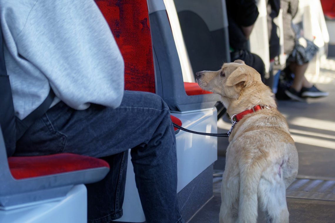 Taking Your Furry Friend on the Go: Dog Transport