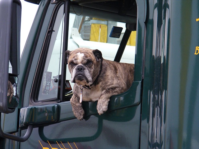 The Importance of Safely Transporting Your Canine Companion