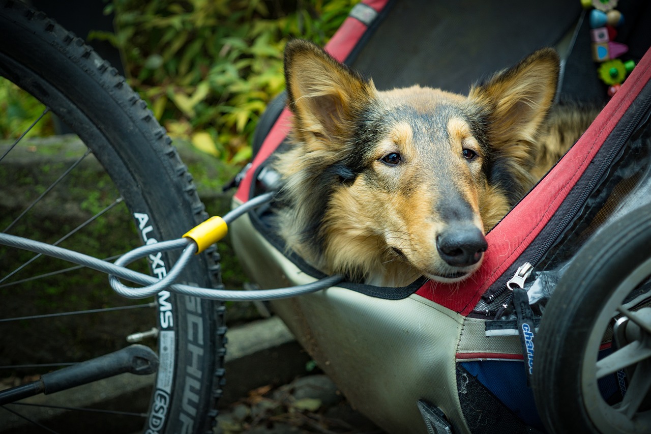 The Need for Dog Transport Service