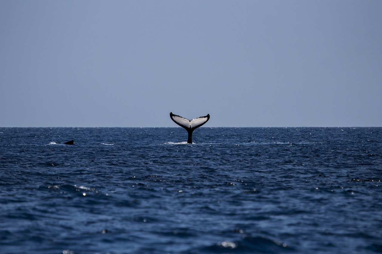 Discover the Beauty of Humpback Whales on Fraser Island