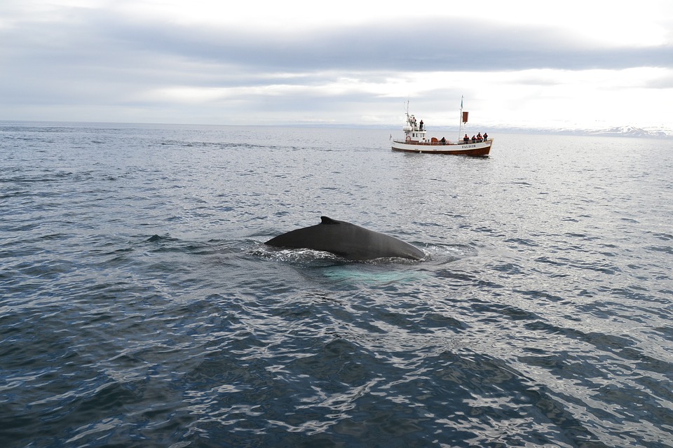 Fraser Island Whale Watching Tours: An Experience of a Lifetime