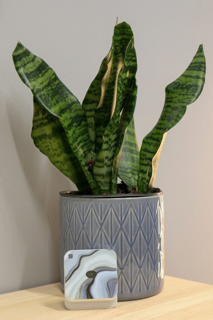 a potted plant sitting on top of a wooden table