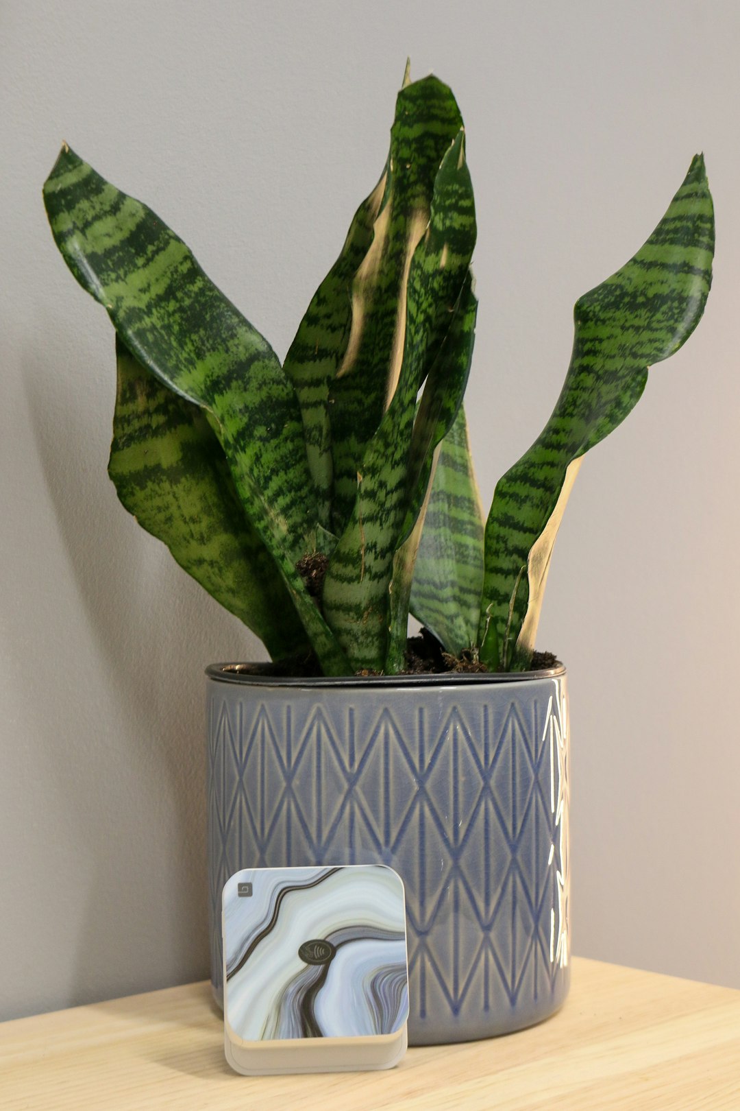 a potted plant sitting on top of a wooden table