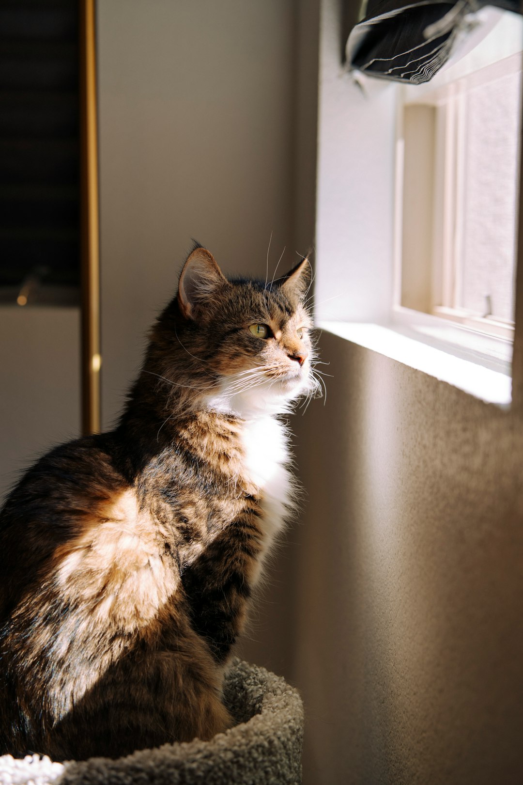 A fluffy cat sits near a sunlit window